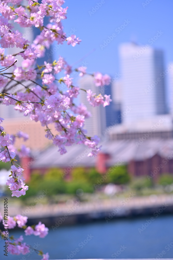 Cherry blossom or Sakura full bloom with Cityscape of Yokohama city, Skyline and office building in Minatomirai, Yokohama city port, Kanagawa, Japan