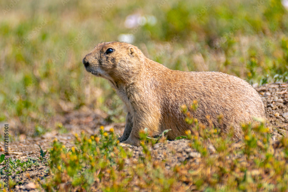 Naklejka premium Black-tailed Praire Dog
