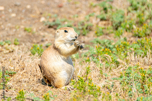 Black-tailed Praire Dog