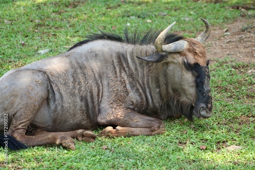  Blue Nyumbu (Connochaetes taurinus) standing and sitting under a tree	 photo