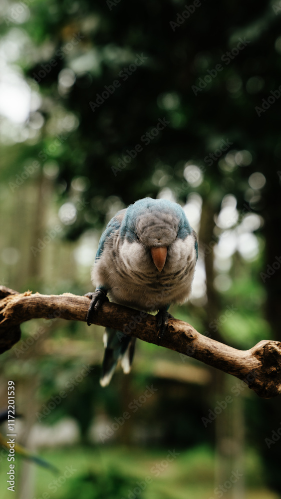 bird on a branch bird on a branch