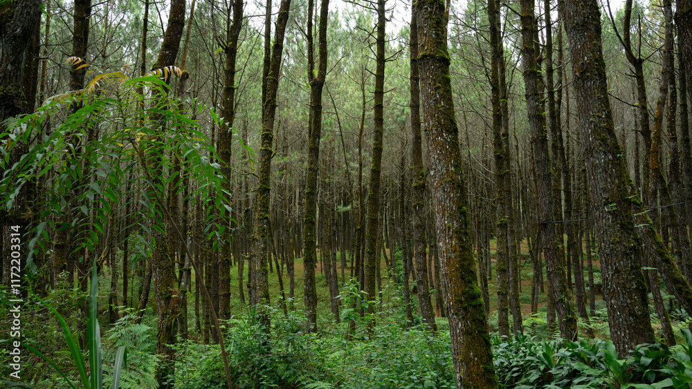 pine forest in the morning in bandung city pine forest in the morning in bandung city