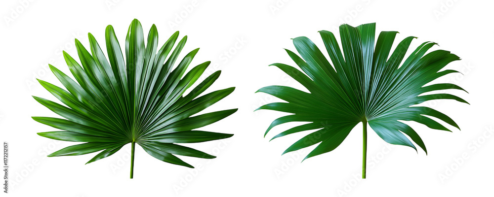 palm leaf isolated on white palm leaf isolated on white