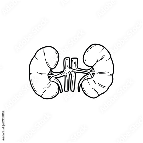 Kidney sketch drawing artwork handmade illustration