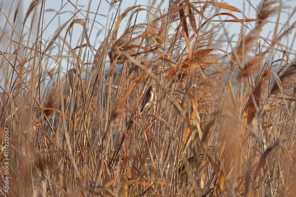 Fototapeta premium Winter Japanese pampas grass and Protected-colored Common Reed Bunting 