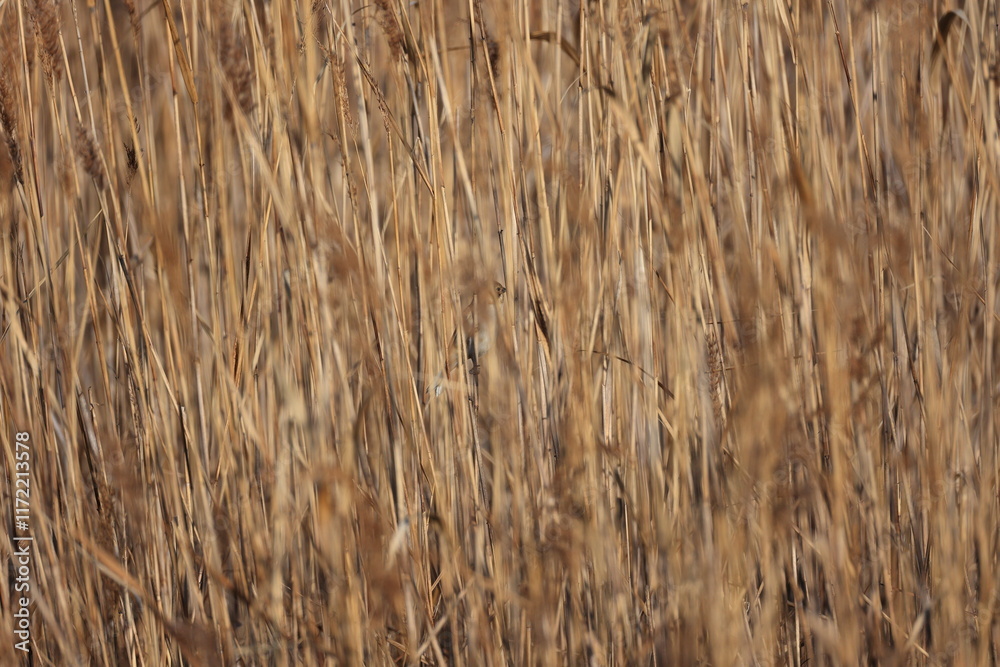 Winter Japanese pampas grass and Protected-colored Common Reed Bunting Winter Japanese pampas grass and Protected-colored Common Reed Bunting