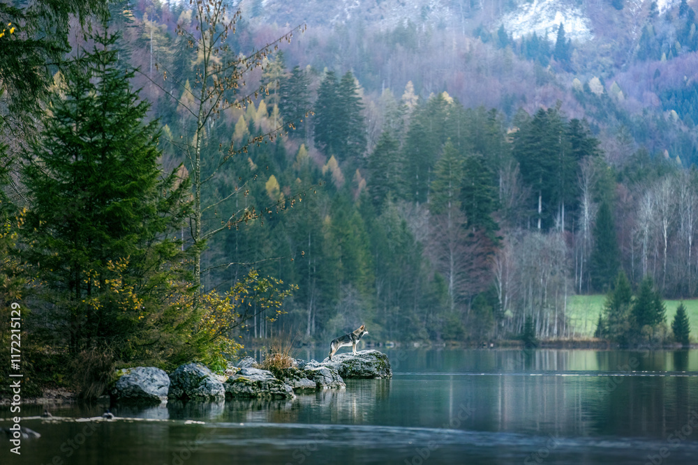 Scenic landscape impression of a lake at the mountains of salzkammergut, austria, with a wolfdog on a rock