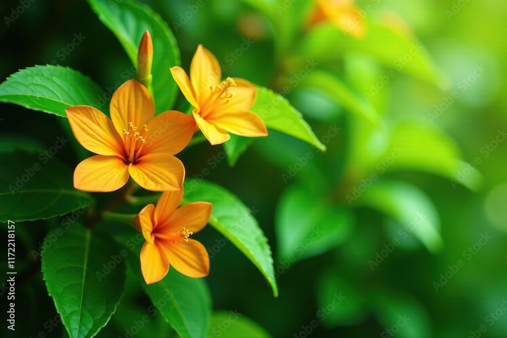 Green leafy foliage with bright orange flowers in bloom, tree, leaves Green leafy foliage with bright orange flowers in bloom, tree, leaves