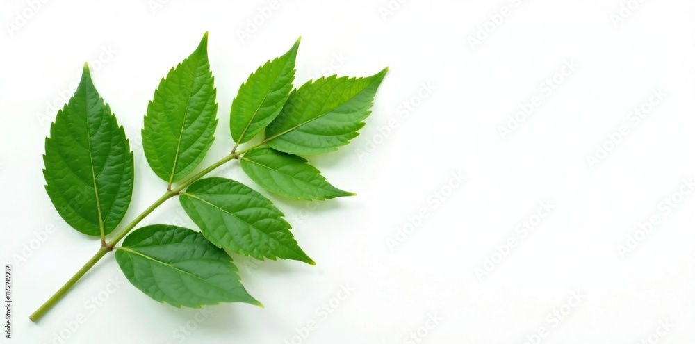 Natural green leaves branch on white background, white, organic, leaves Natural green leaves branch on white background, white, organic, leaves