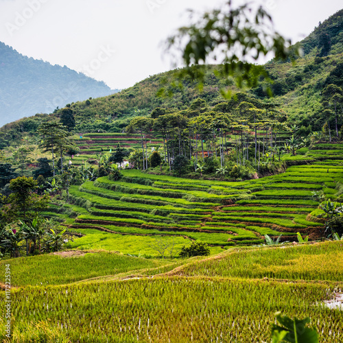 Terraced rice field