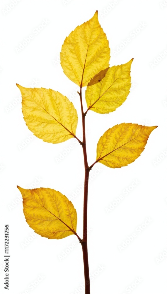 Yellowing and wilting leaves isolated on white, isolation, wilted, plant Yellowing and wilting leaves isolated on white, isolation, wilted, plant