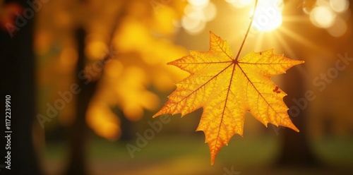 Yellow maple leaf in the sunlight filtering through trees, filter, light