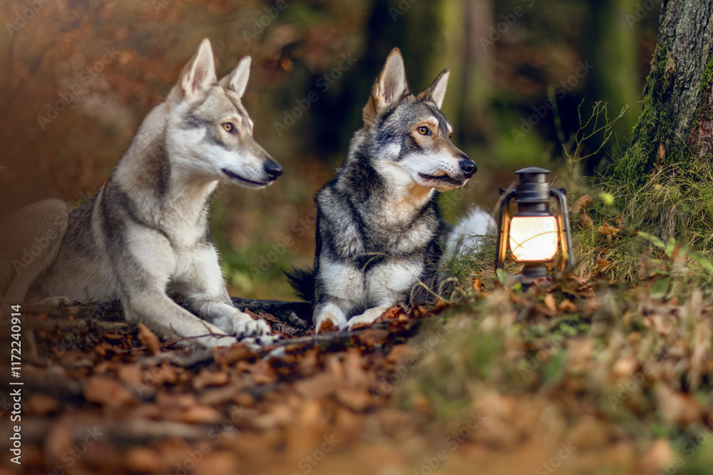 Obraz premium Fairytale concept: A wolf dog in a forest with a lantern nearby