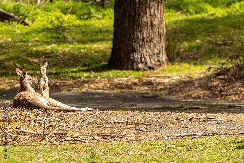 A female Eastern grey kangaroo (Macropus giganteus) with Joey. Late afternoon. Victoria.