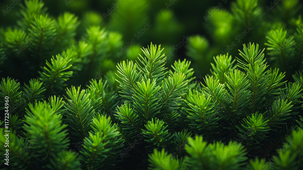 Vibrant Green Conifers: Lush, detailed close-up of vibrant green conifer needles, showcasing the rich textures and intricate details of nature's artistry. Perfect for nature-themed designs. Vibrant Green Conifers: Lush, detailed close-up of vibrant green conifer needles, showcasing the rich textures and intricate details of nature's artistry. Perfect for nature-themed designs.