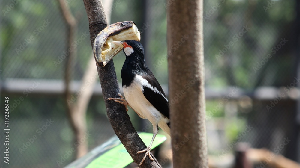 Fototapeta premium Starlings perched on tree branches while eating fruit