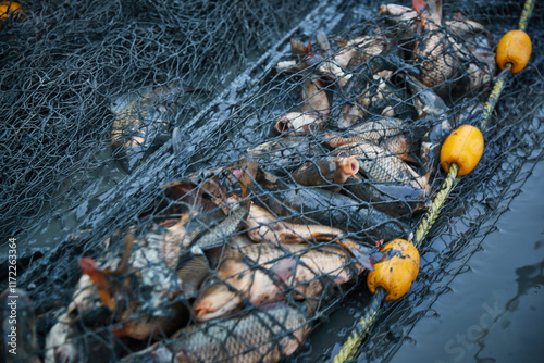 Ice fishing on lakes in northern winter photo