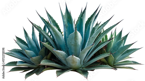 Sisal Agave With Large Spiky Leaves Short isolated
 photo
