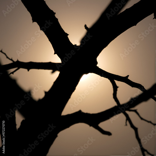 silhouette of a tree photo