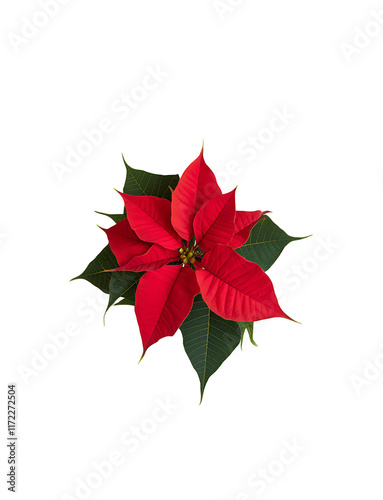 Christmas plant red poinsettia flower isolated