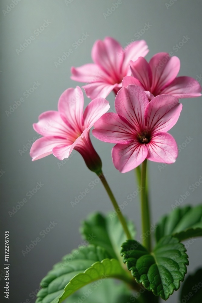 Delicate pink flowers on Geranium robertianum stems, pink flowers, flowers, geranium Delicate pink flowers on Geranium robertianum stems, pink flowers, flowers, geranium