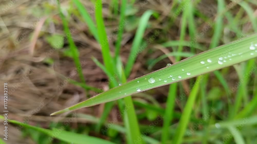 natural background grass with raindrops natural background grass with raindrops