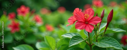 Ruellia tuberosa flowers in a garden with lush foliage and greenery, plant, foliage, landscape