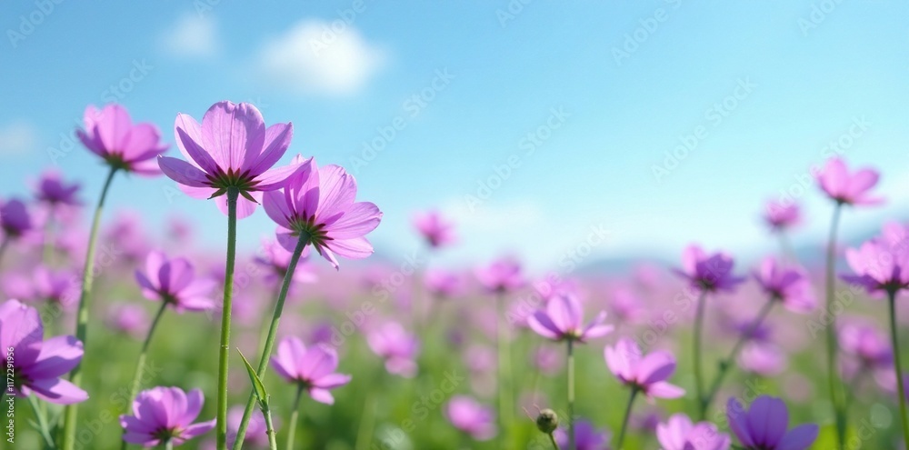 Soft petals of purple wildflowers sway in the gentle breeze, nature, sky blue, landscape Soft petals of purple wildflowers sway in the gentle breeze, nature, sky blue, landscape