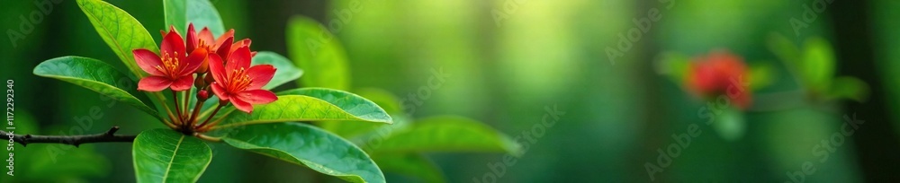 Fototapeta premium Green leaves with red Asoka flowers blooming in the forest, forest, green leaves, blossom