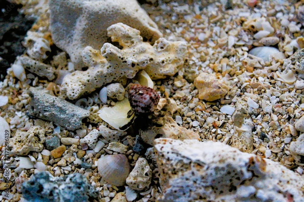 A tiny hermit crab in a shell on the coral beach A tiny hermit crab in a shell on the coral beach