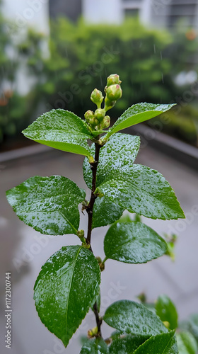 Rain-soaked plant buds, garden setting, close-up, fresh greenery. Use nature, botany, gardening blogs. photo