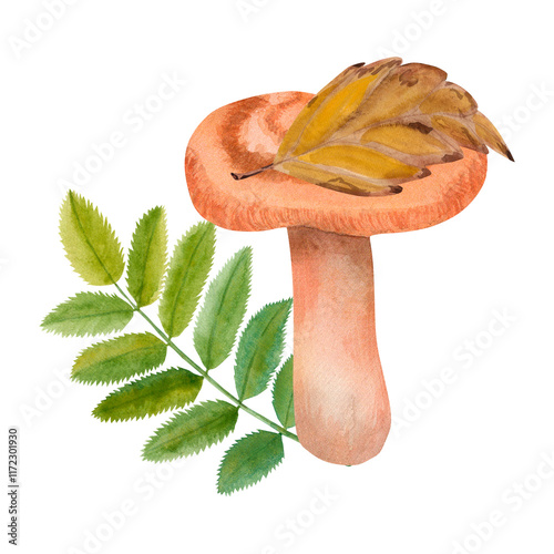 Watercolor illustration of a volnushka. Botanical composition of an edible mushroom saffron milk cap in autumn leaves and with a rowan leaf, hand-drawn. Drawing for photo wallpaper, stickers photo