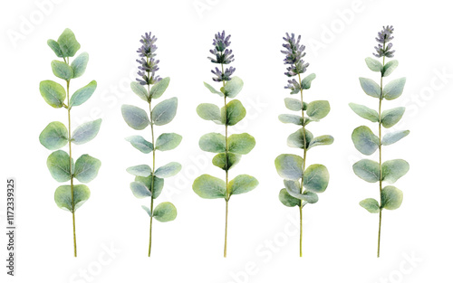 A collection of eucalyptus and lavender stems arranged
