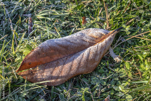 Frozen and frosted vegetation in Three Rivers State Park near Sneads, Florida photo