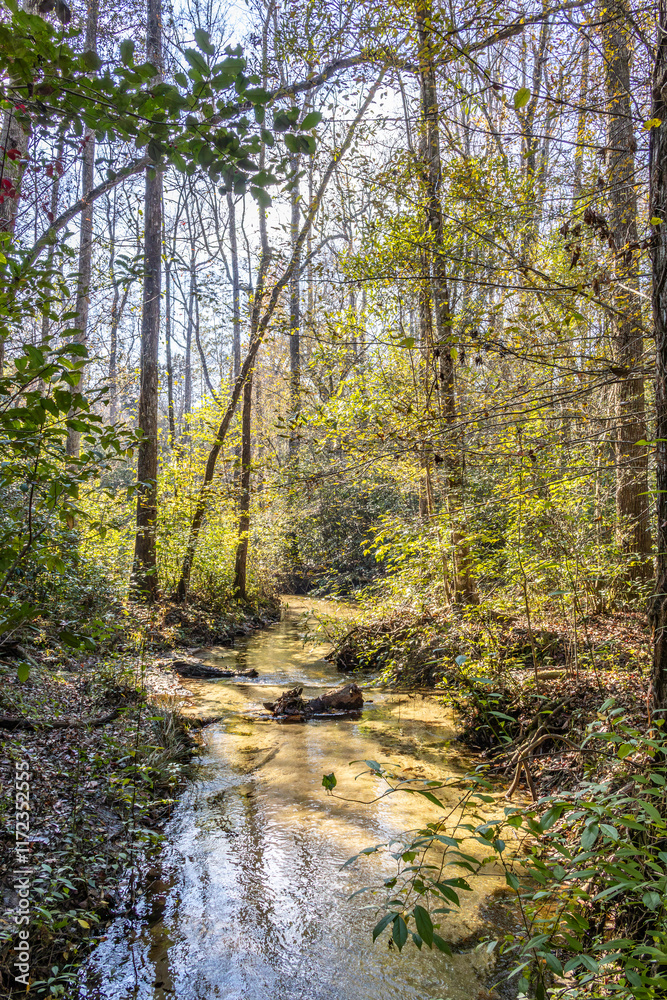 Obraz premium Small spring fed creek along the Garden of Eden Trail in the Apalachicola Bluffs and Ravines Preserve in Florida