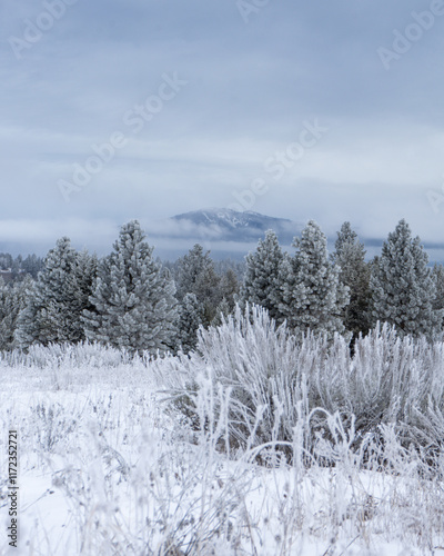 snow covered trees