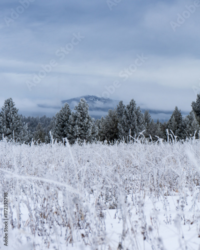 winter landscape in the mountains