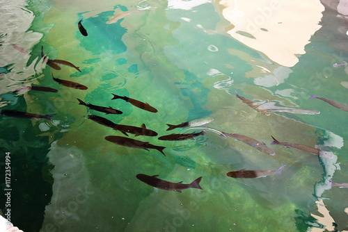 Beautiful Fish in Turquoise Sea Water