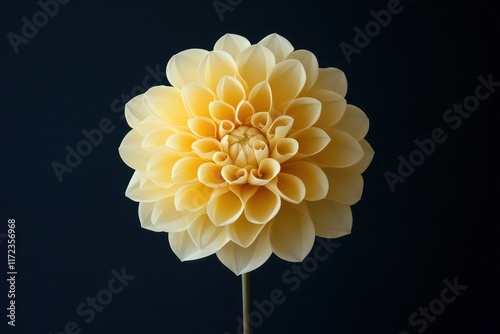 A visually striking image of a single yellow dahlia flower in full bloom with dramatic lighting on black.
