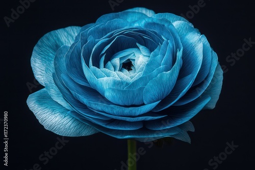 inspired visual of a ranunculus flower gradually opening, showcasing its vibrant blue hue.