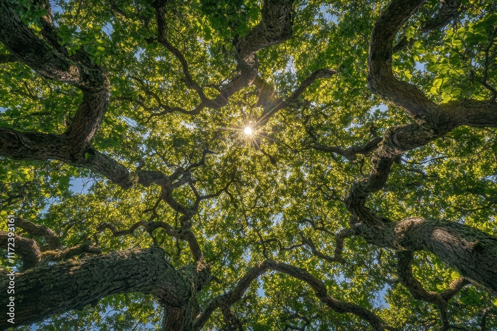 Majestic Oak Tree Canopy Sunlight Streaming Through Majestic Oak Tree Canopy Sunlight Streaming Through