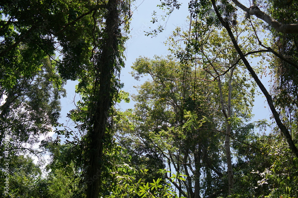 A forest illuminated by sunlight under rocky cliffs near a dark cave, creating a dramatic interplay of light and shadow.