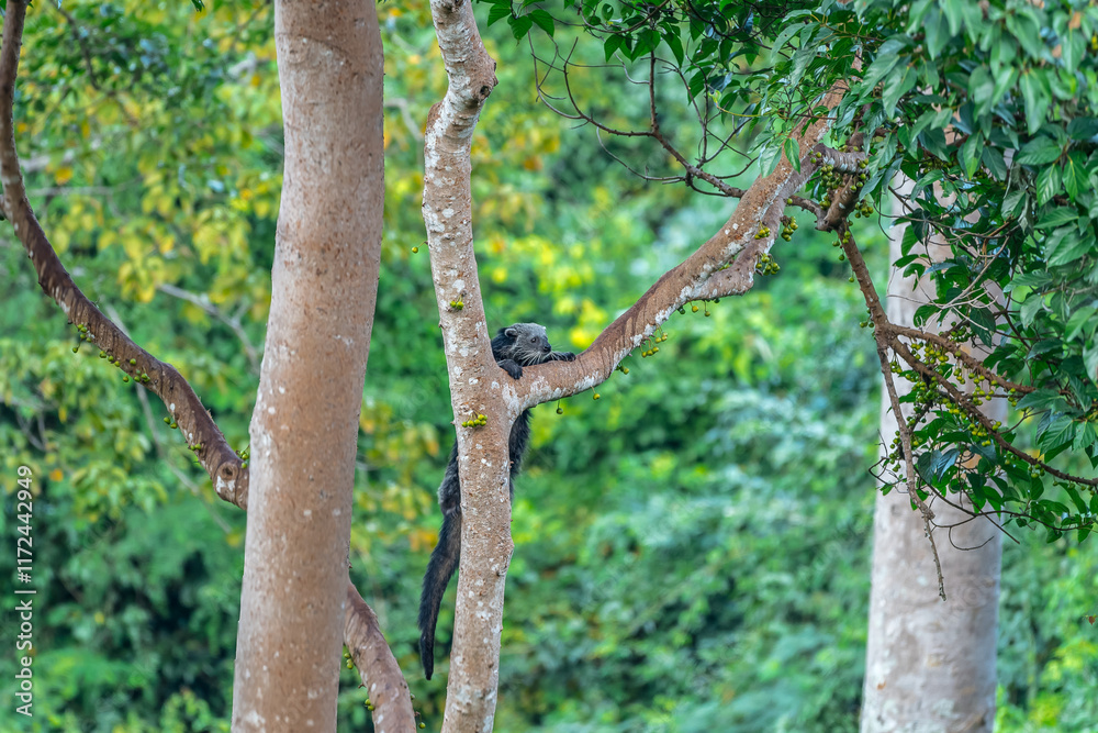 Binturong (Bear Cat) It belongs to the civet family. It has a large head, gray fur on the face, small round ears, a long body, and rough, black fur.