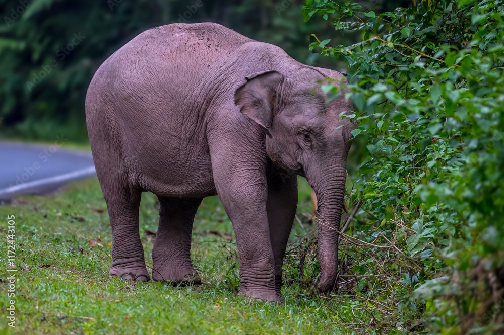 Fototapeta premium Elephants are large mammals and are the largest land animals. Wild elephants eat plants. They are big, have a small head, big legs, and have a trunk that reaches to the ground. That trunk is the nose.