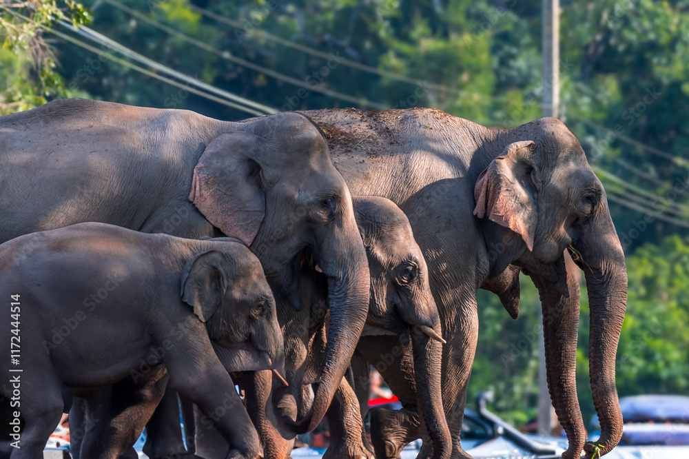 Obraz premium Elephants are large mammals and are the largest land animals. Wild elephants eat plants. They are big, have a small head, big legs, and have a trunk that reaches to the ground. That trunk is the nose.