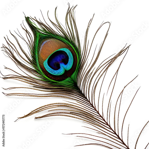 peacock feather on white background