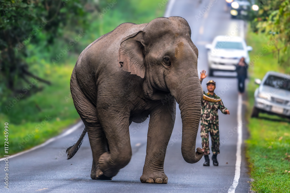 Obraz premium Elephants are large mammals and are the largest land animals. Wild elephants eat plants. They are big, have a small head, big legs, and have a trunk that reaches to the ground. That trunk is the nose.