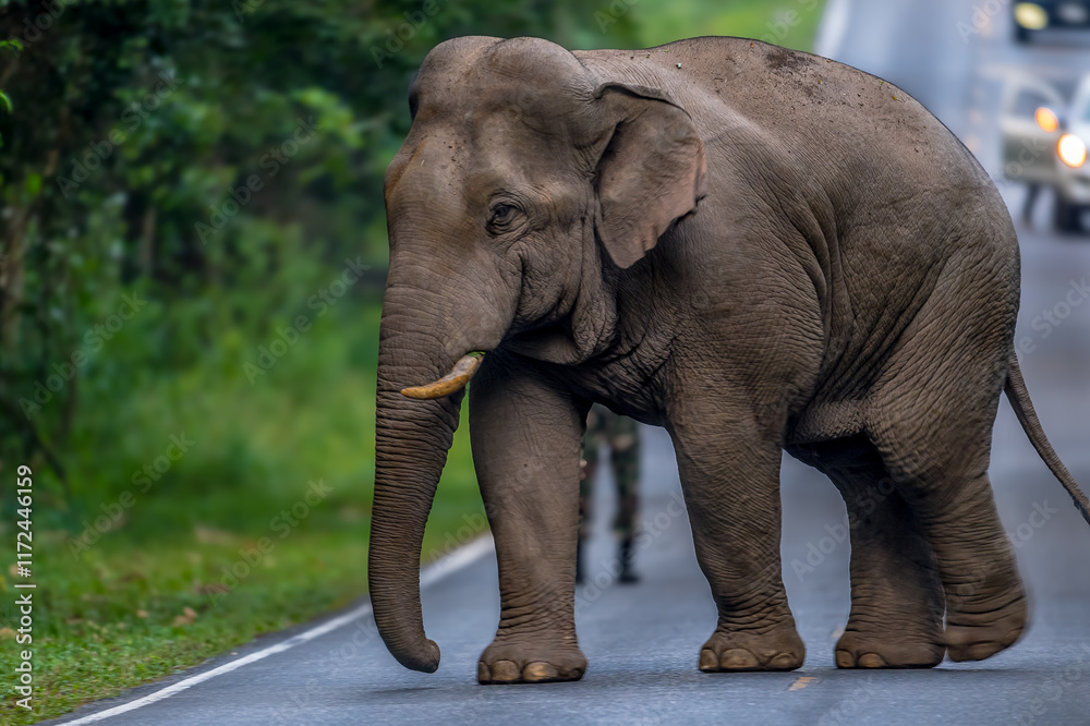 Obraz premium Elephants are large mammals and are the largest land animals. Wild elephants eat plants. They are big, have a small head, big legs, and have a trunk that reaches to the ground. That trunk is the nose.