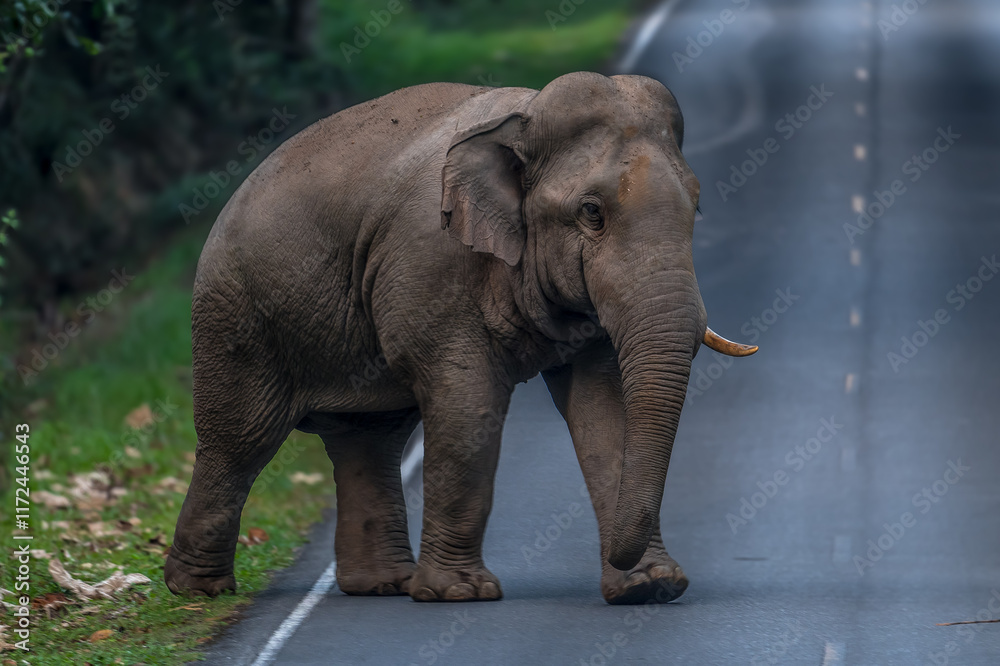 Fototapeta premium Elephants are large mammals and are the largest land animals. Wild elephants eat plants. They are big, have a small head, big legs, and have a trunk that reaches to the ground. That trunk is the nose.
