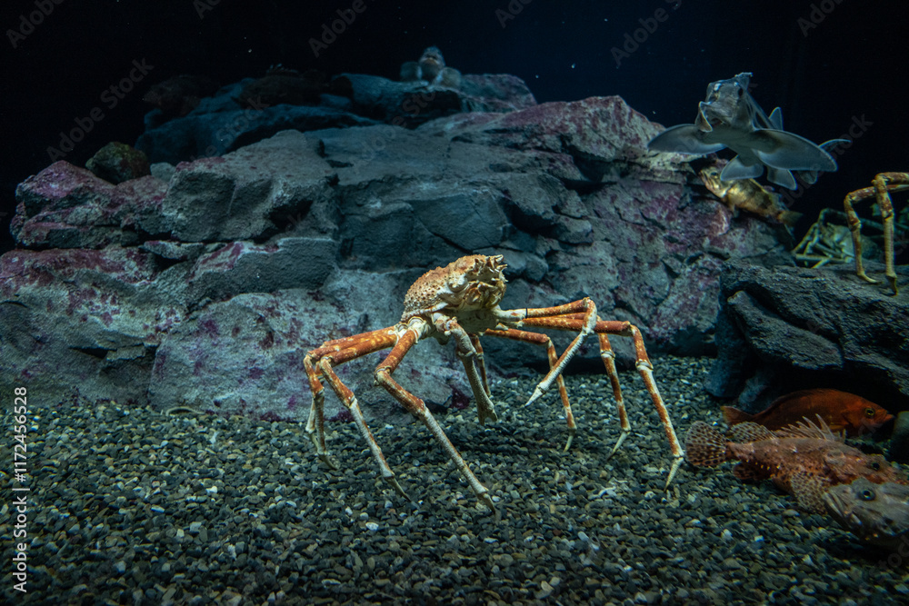 Alaskan King Crab in sea life aquarium